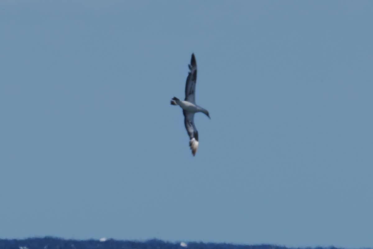 Australasian Gannet - ML642048631