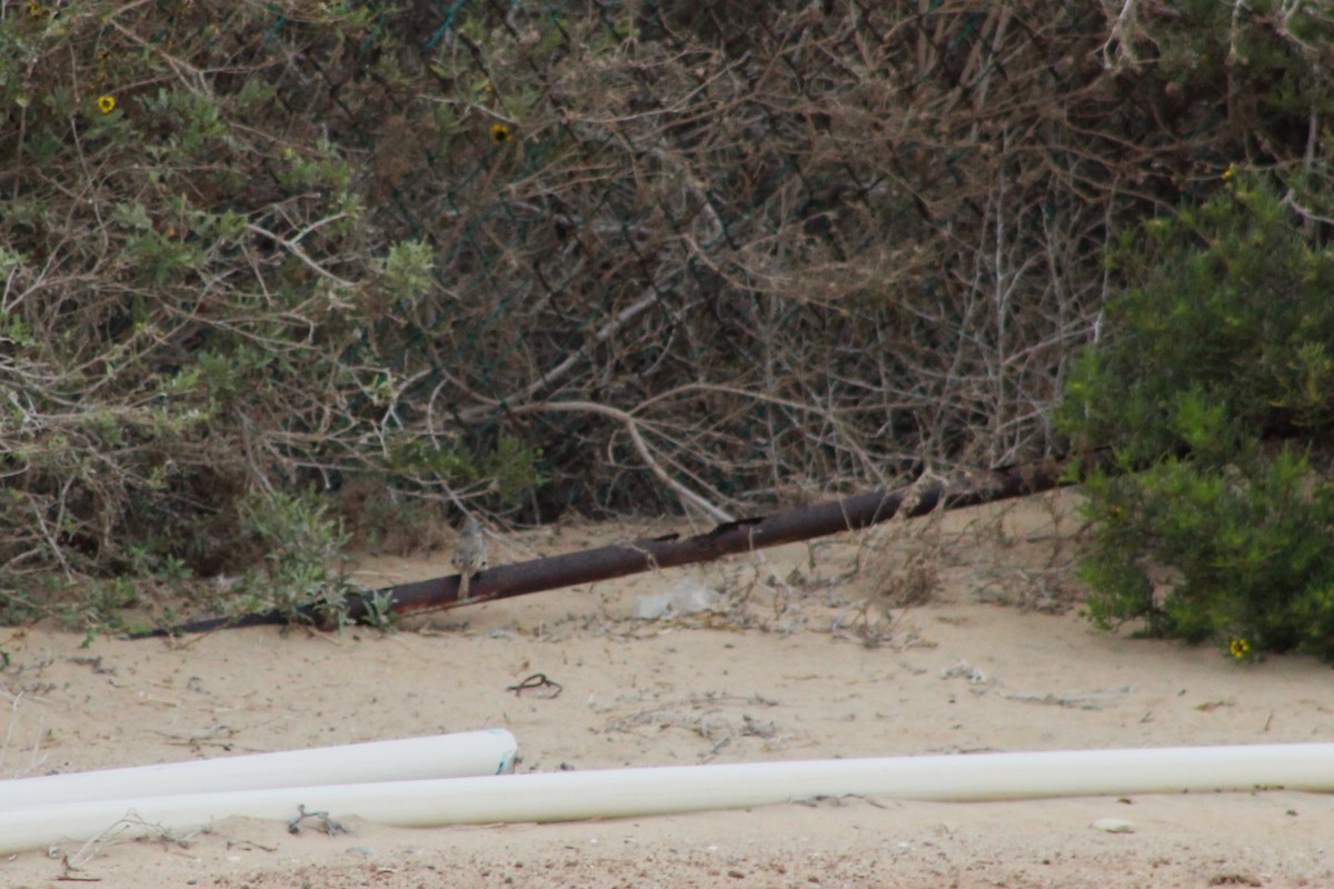 Bell's Sparrow - ML642048632