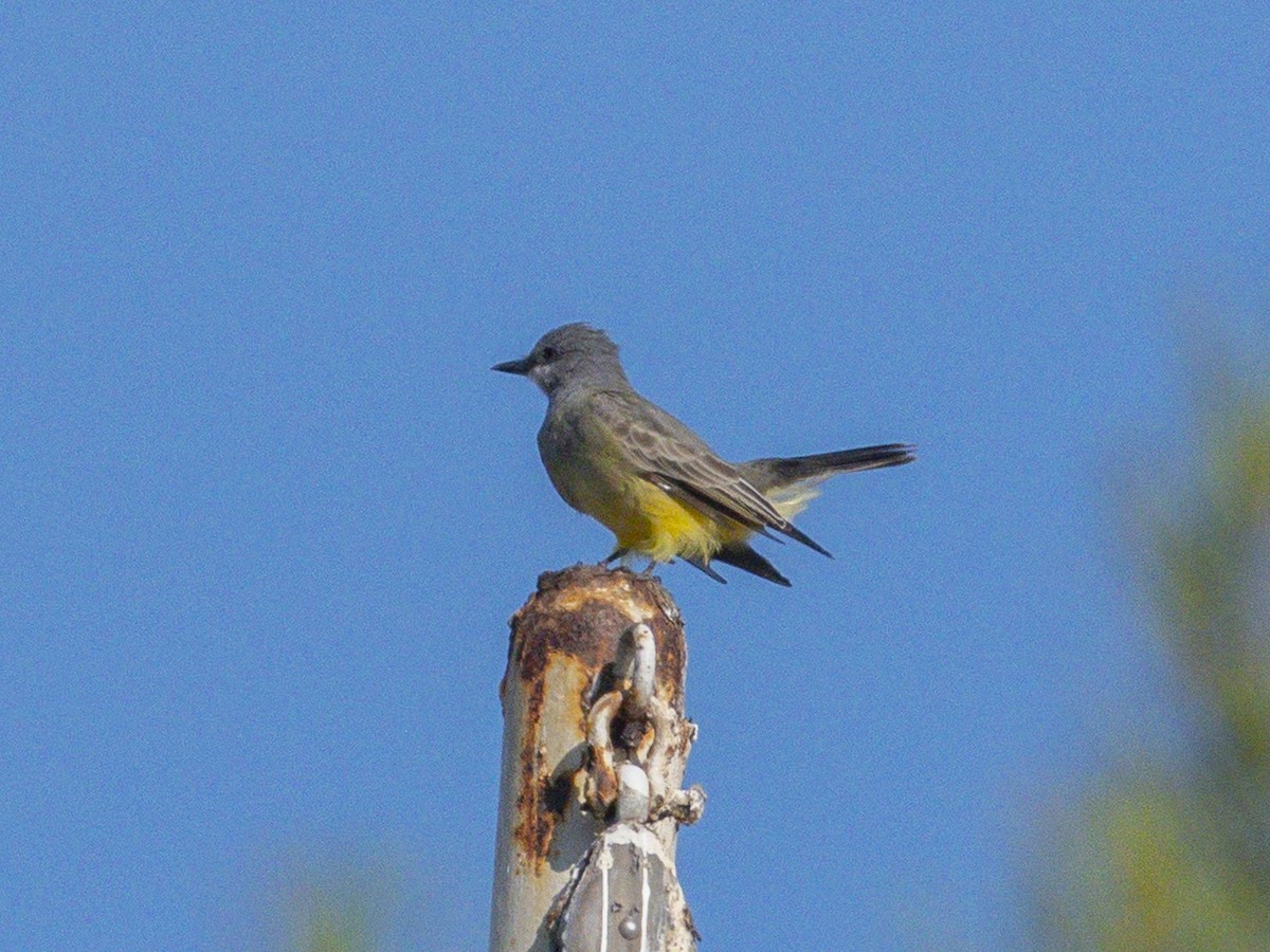 Cassin's Kingbird - ML642048634