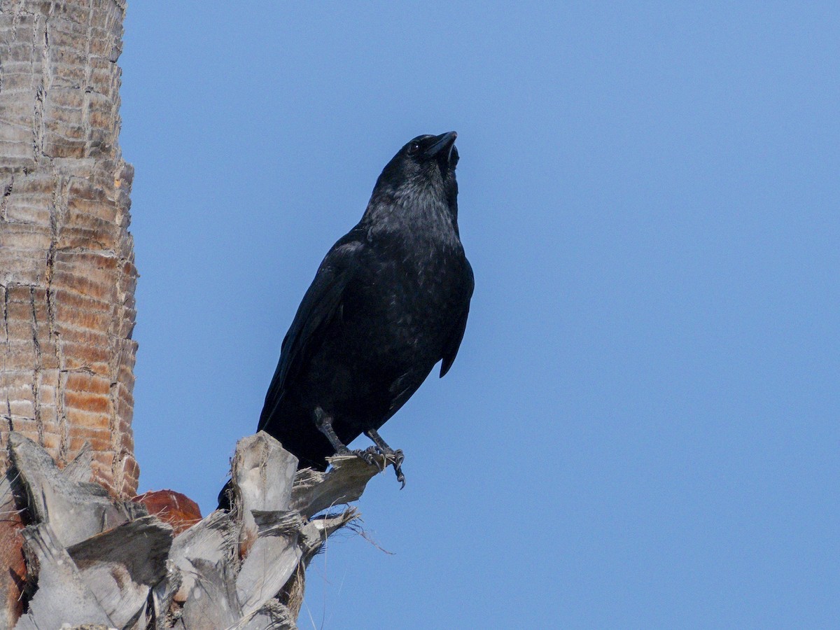 American Crow - ML642048638