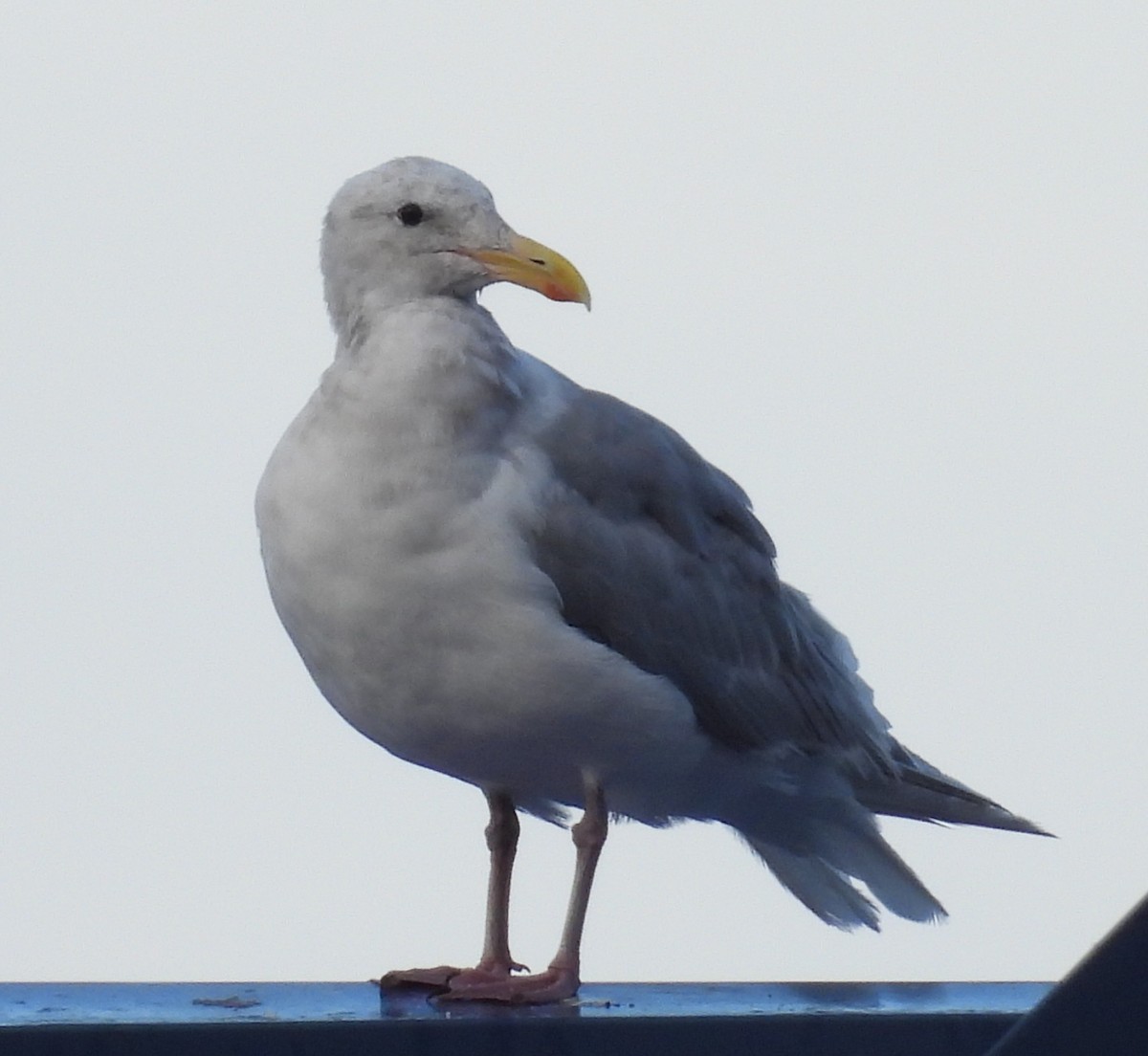 California Gull - ML642048640