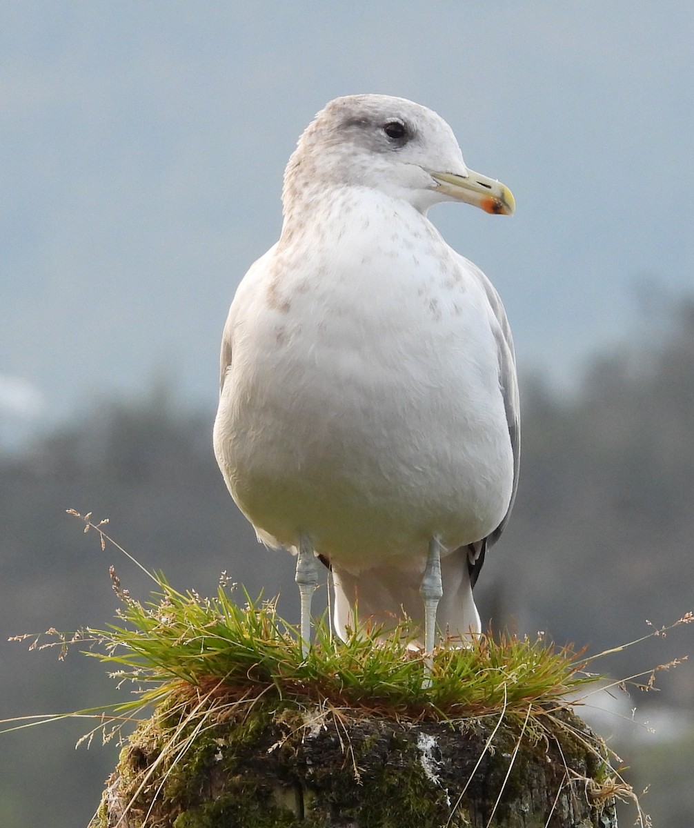 California Gull - ML642048641
