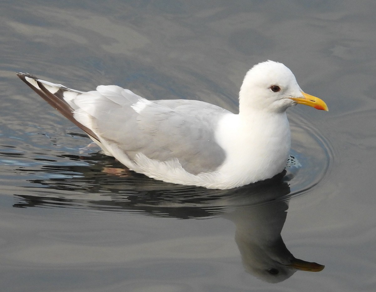 California Gull - ML642048642