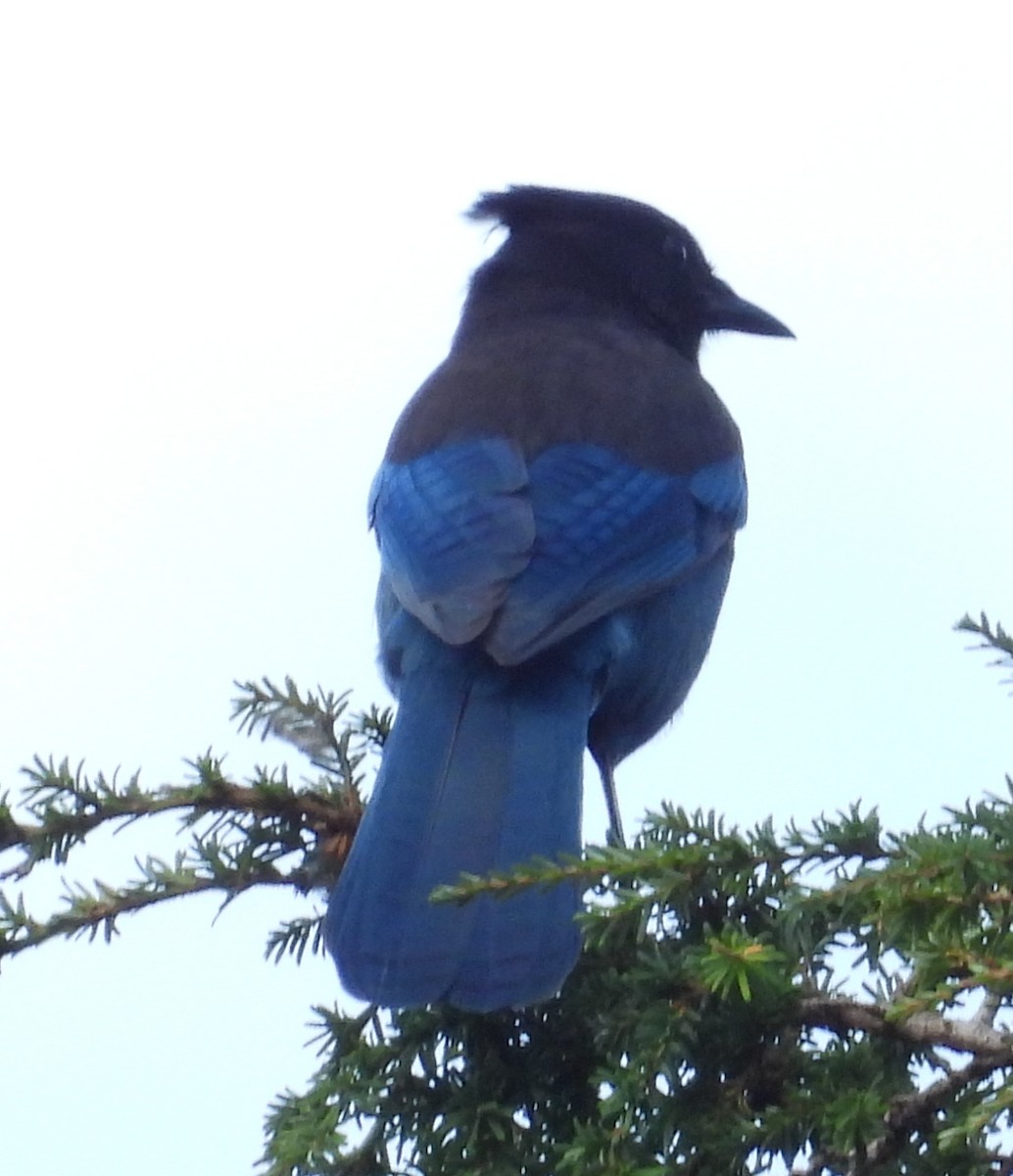Steller's Jay - ML642048649