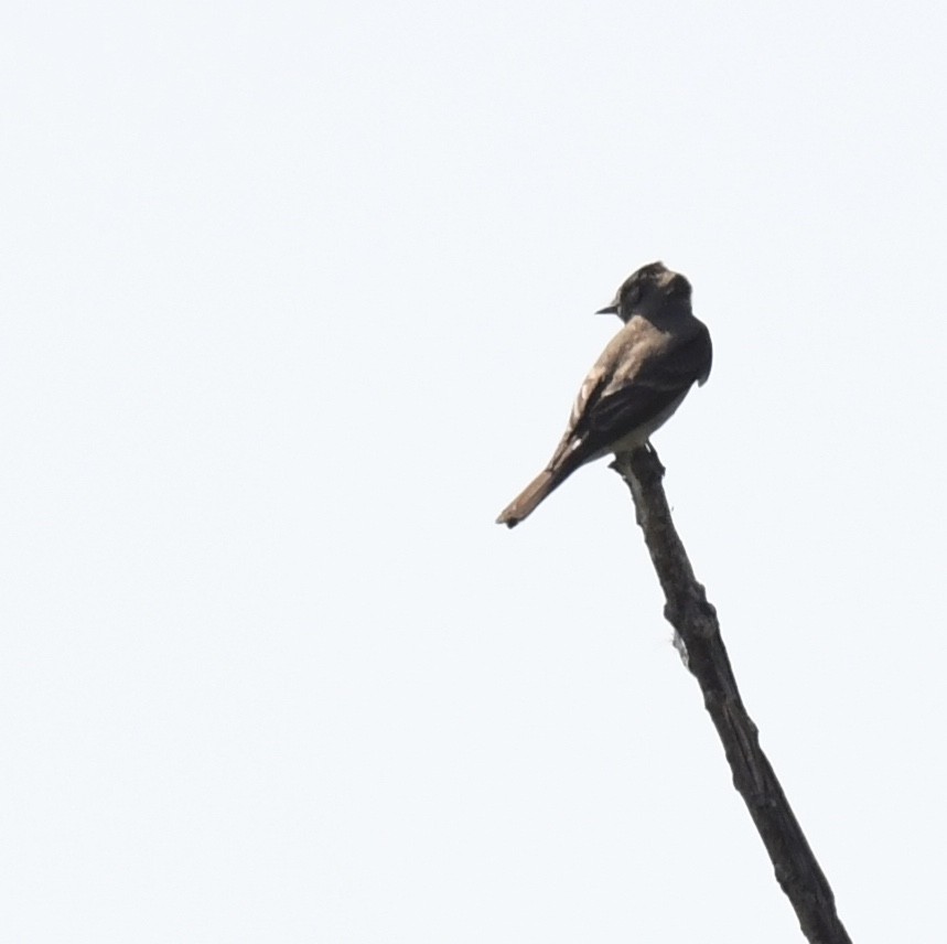 Western Wood-Pewee - ML642048652