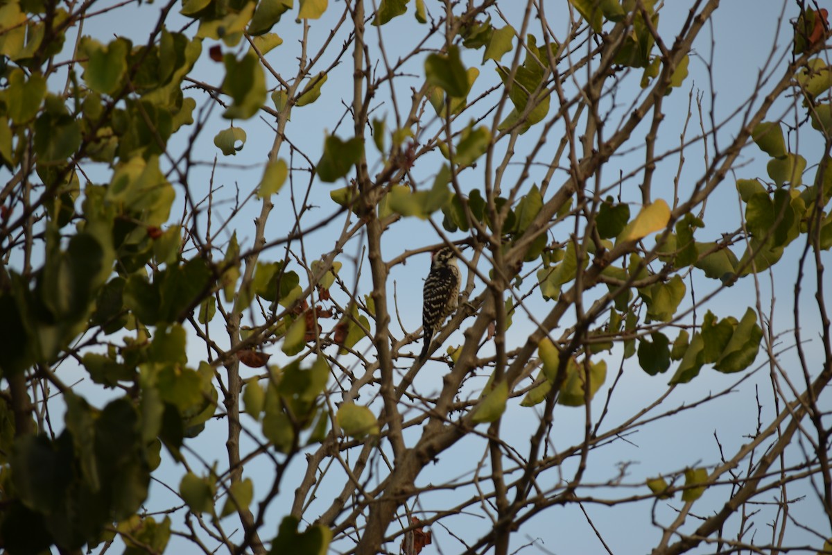 Nuttall's Woodpecker - ML642048653