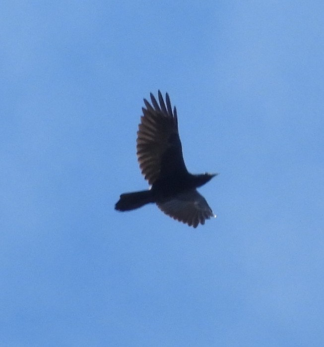 ravn - ML642048655