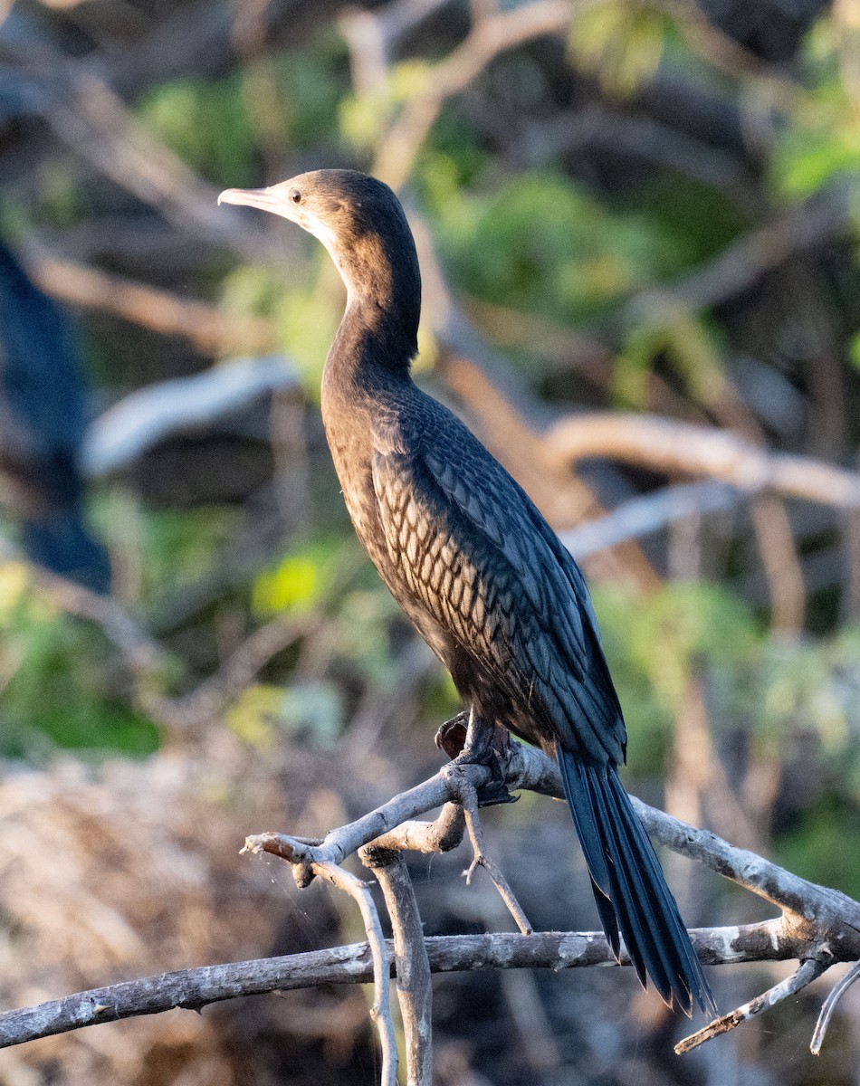 Indian Cormorant - ML642048665