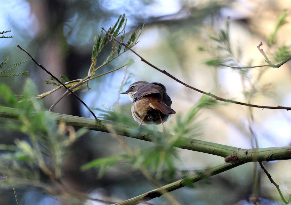 White-browed Scrubwren - ML642048667