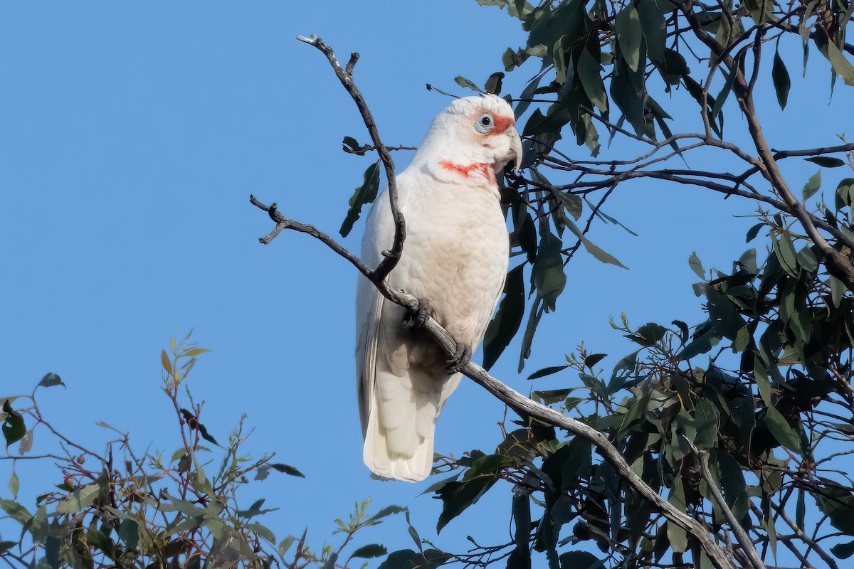 Long-billed Corella - ML642048673