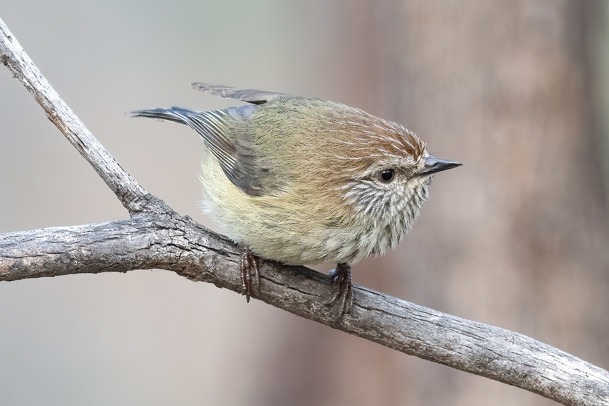 Striated Thornbill - ML642048679