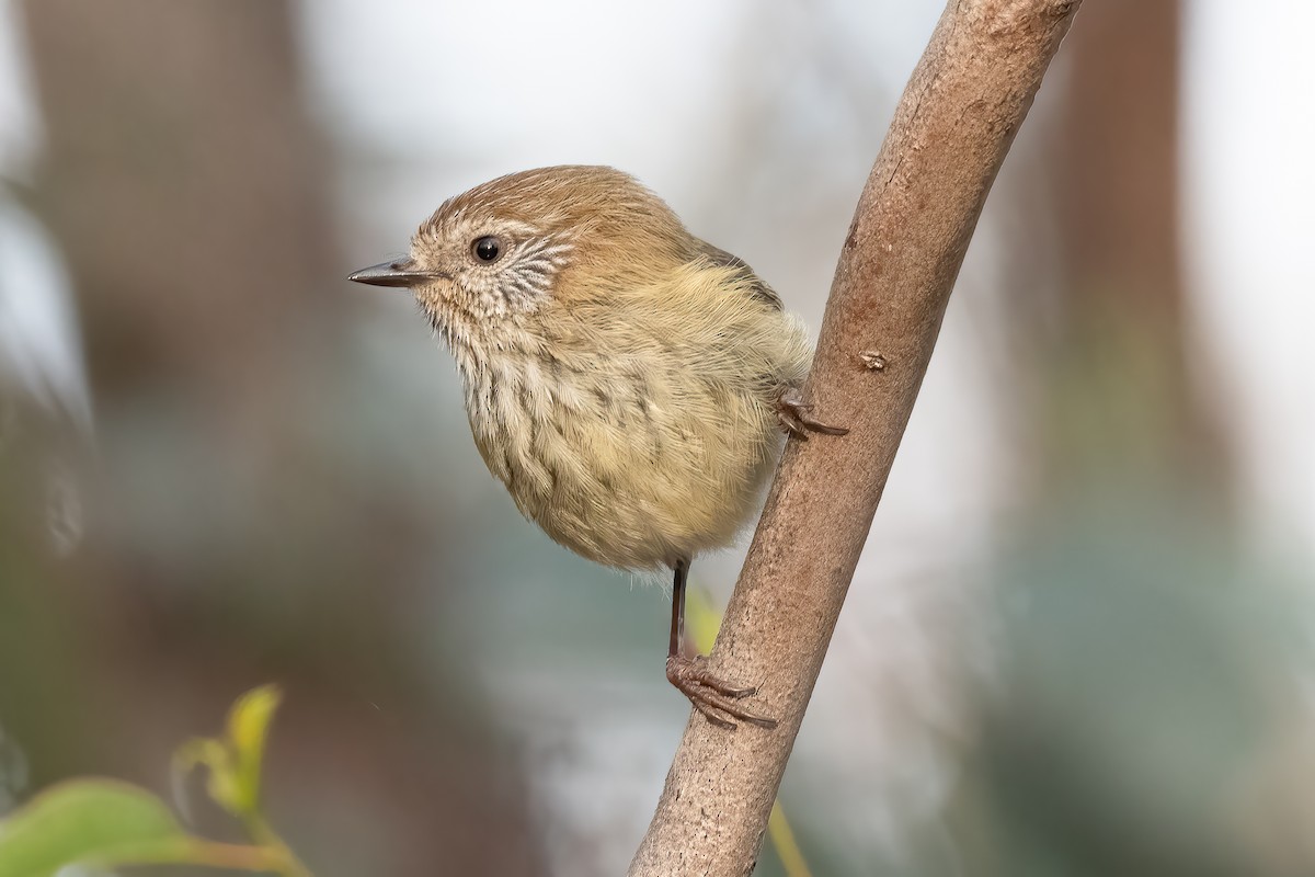Striated Thornbill - ML642048680