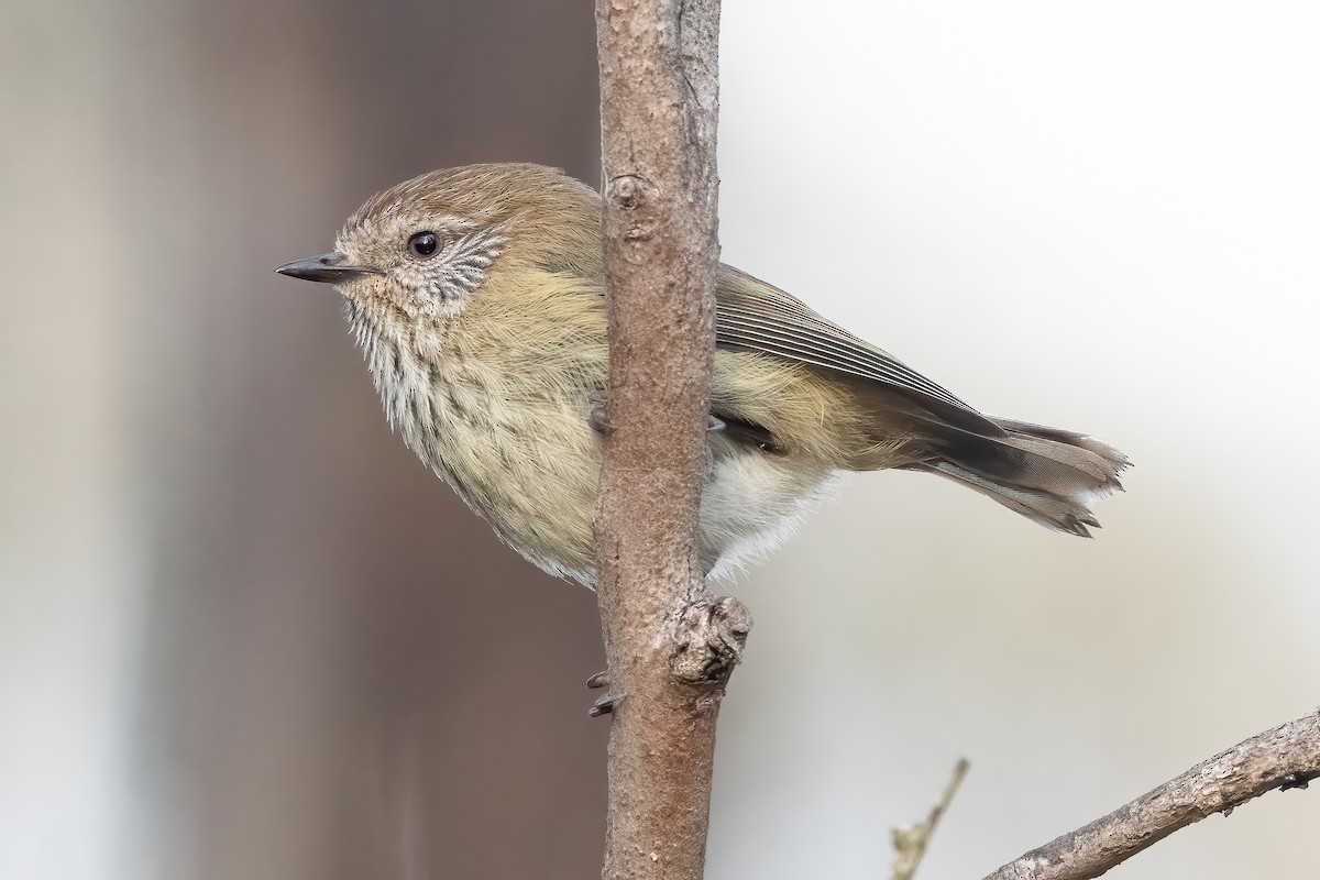 Striated Thornbill - ML642048681