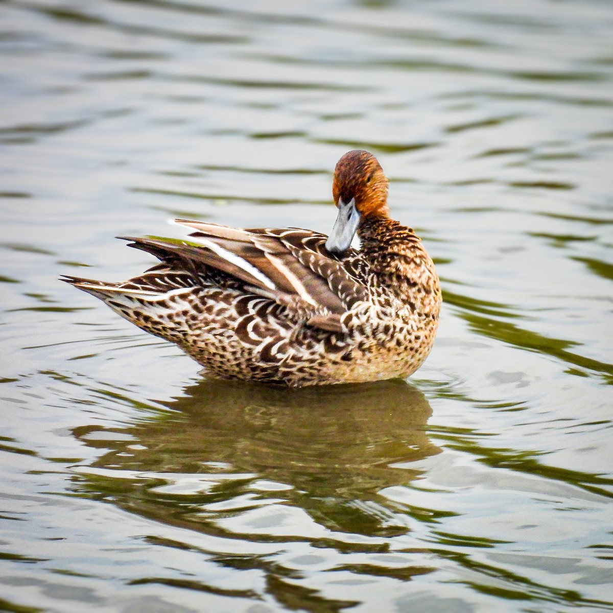 Northern Pintail - ML642048695