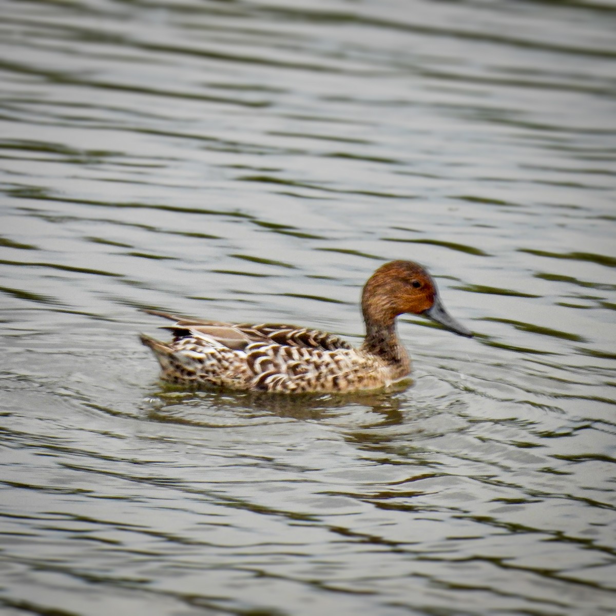 Northern Pintail - ML642048696