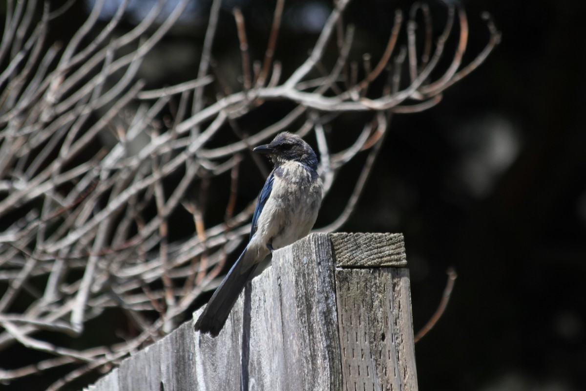 California Scrub-Jay - ML642048701