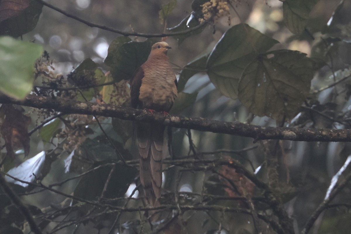 Sultan's Cuckoo-Dove (Sulawesi) - ML642048718