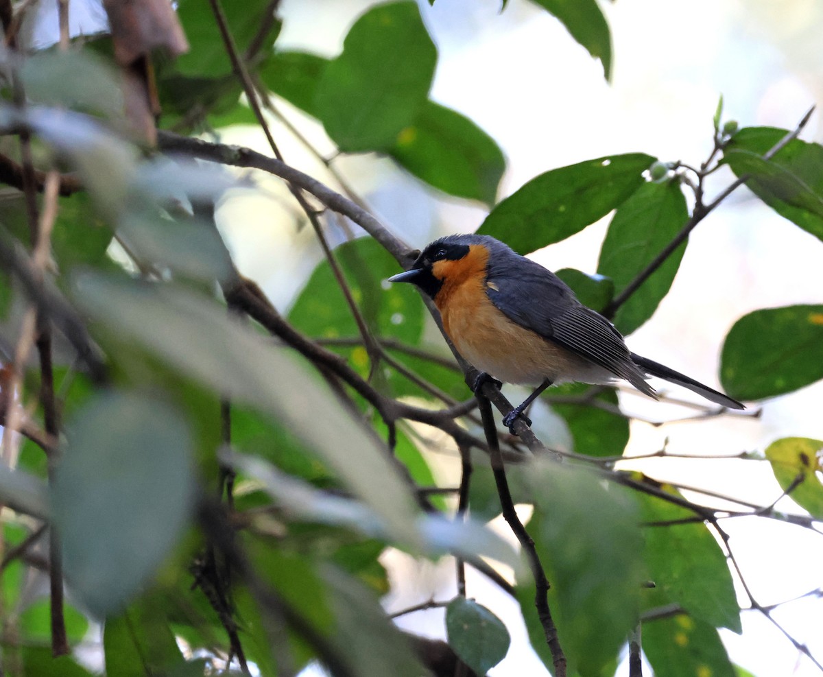Australian Spectacled Monarch - ML642048736