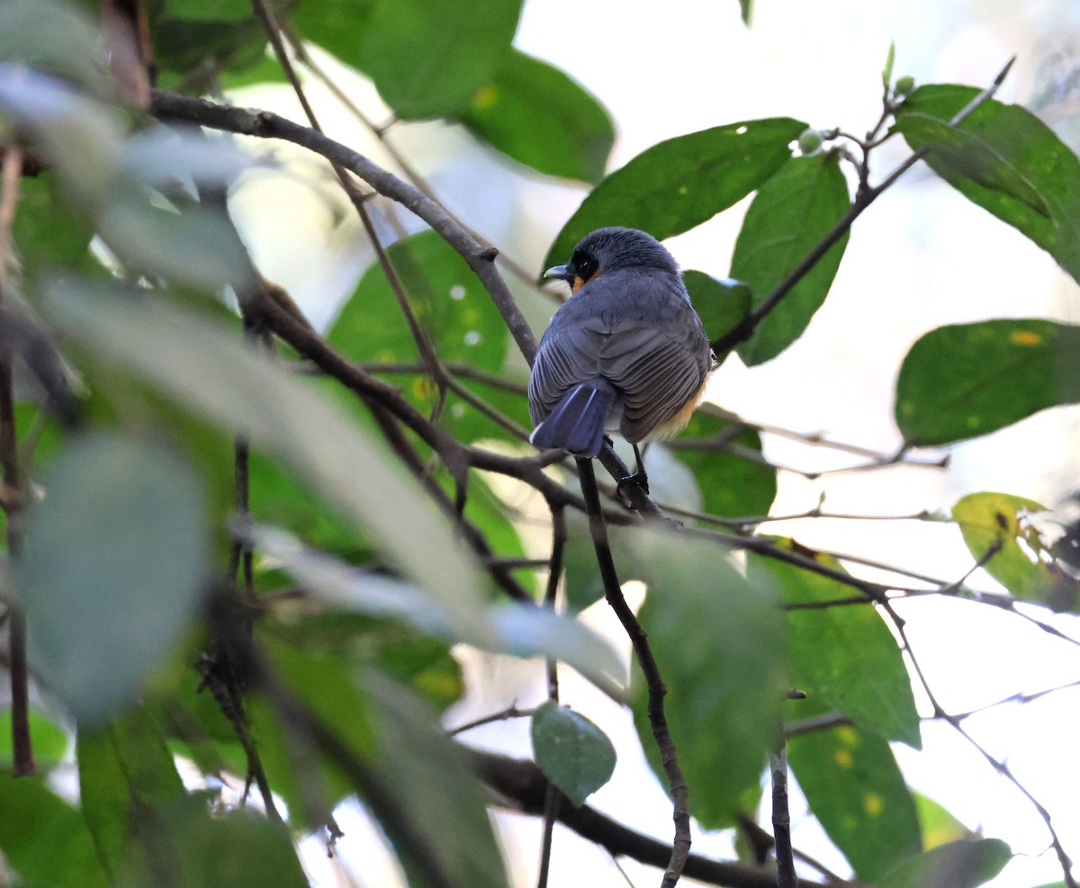 Australian Spectacled Monarch - ML642048737
