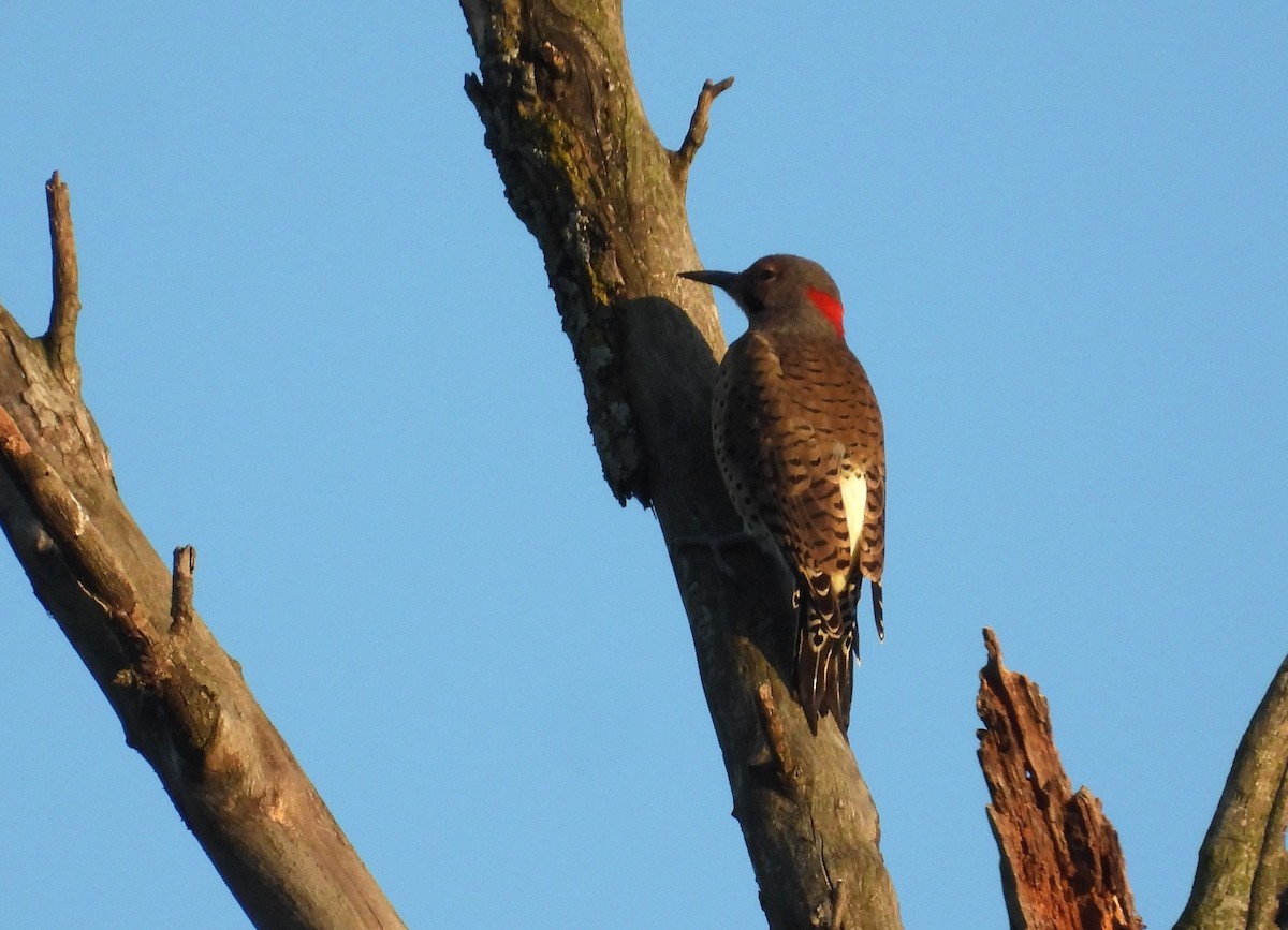 Northern Flicker - ML642048738