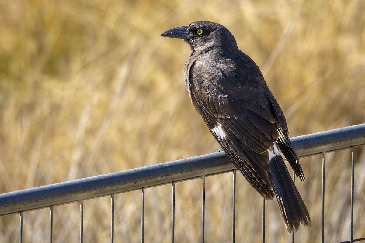 Pied Currawong - ML642048761