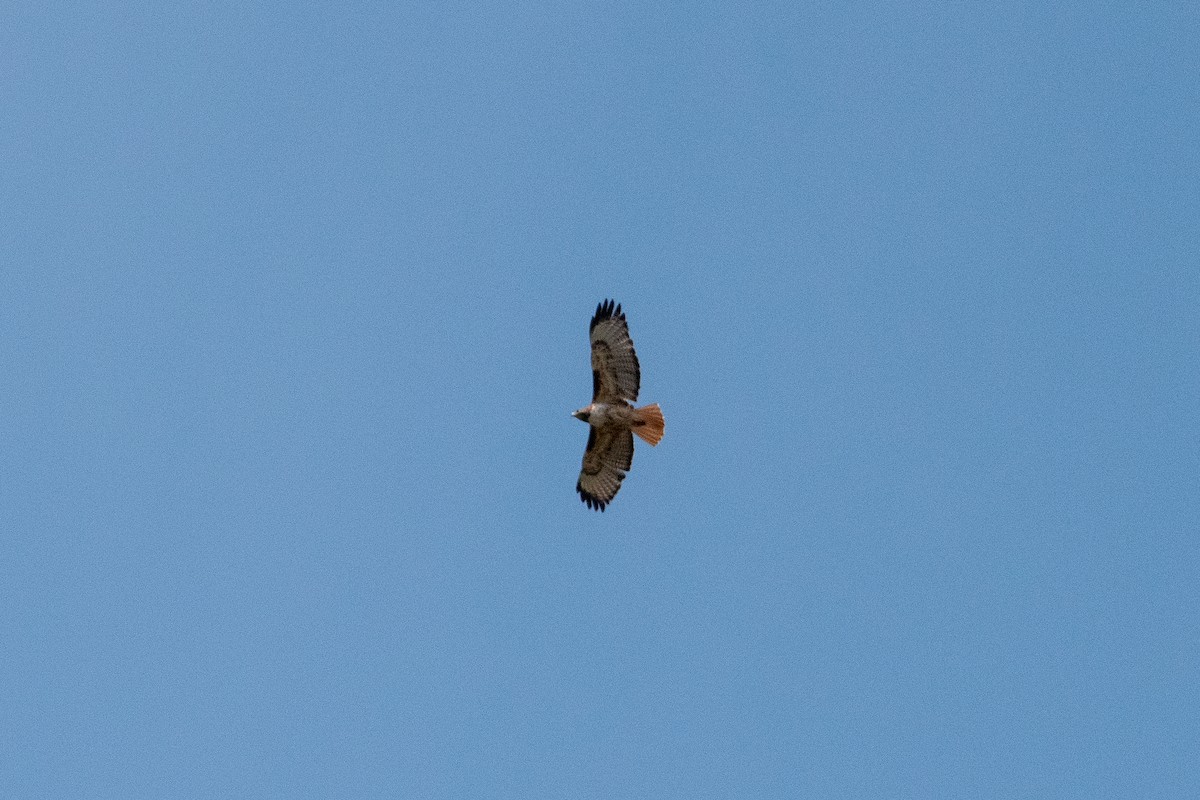 Red-tailed Hawk - ML642048770