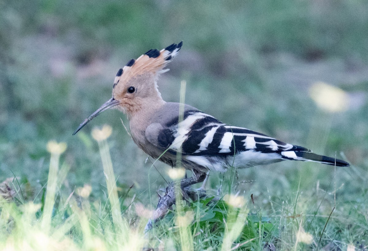 Eurasian Hoopoe - ML642048771
