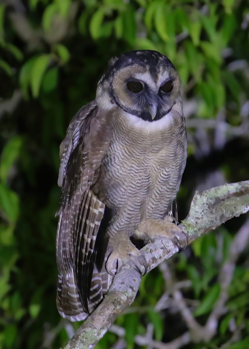 Brown Wood-Owl - ML642048795