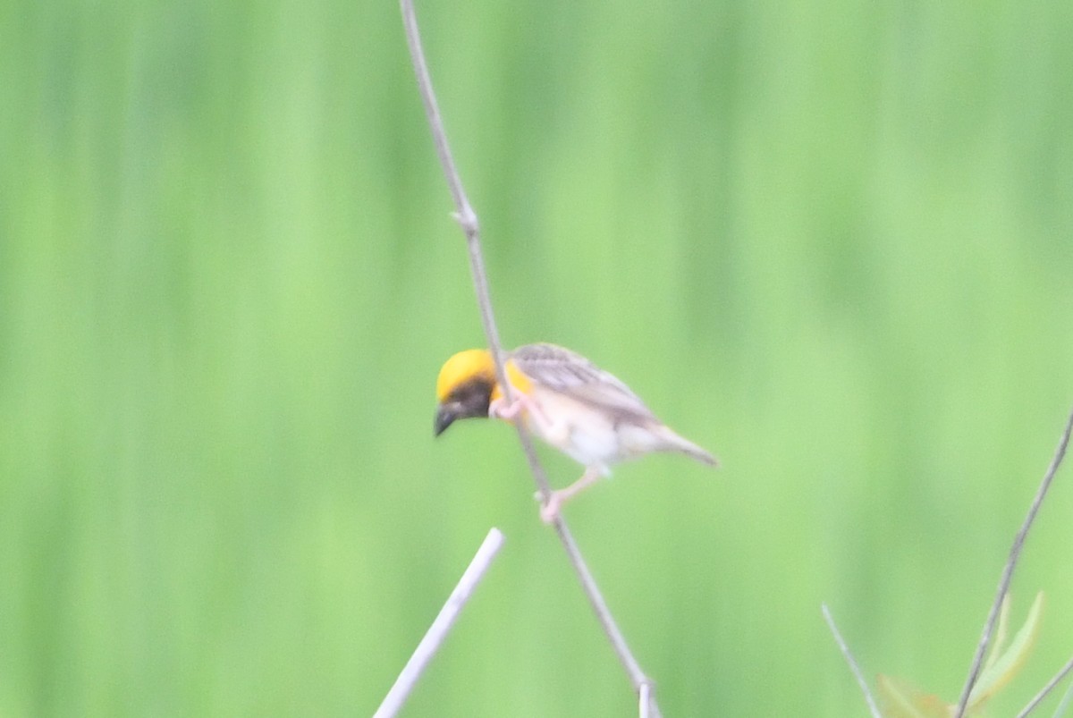 Baya Weaver - ML642048797