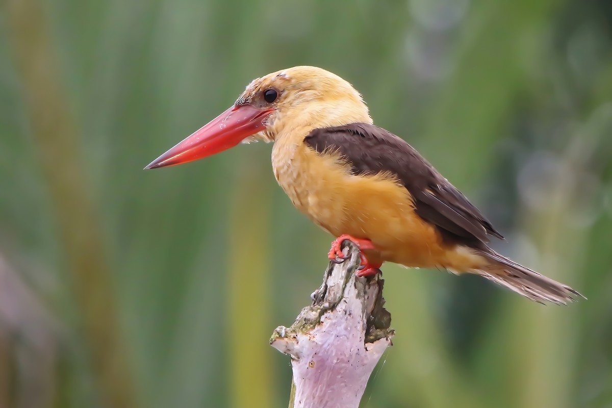 Brown-winged Kingfisher - ML642048799