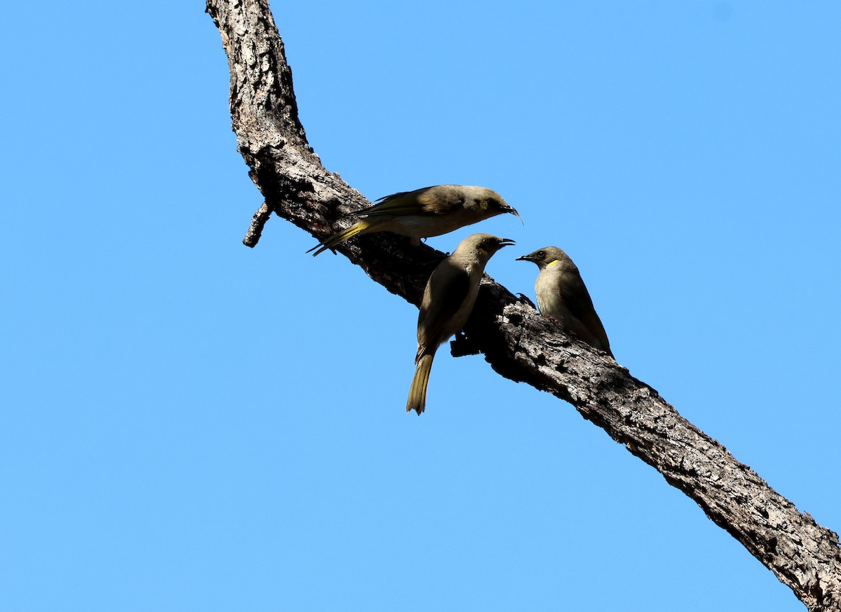 Fuscous Honeyeater - ML642048800