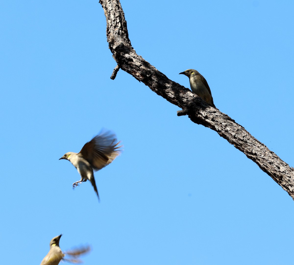 Fuscous Honeyeater - ML642048801