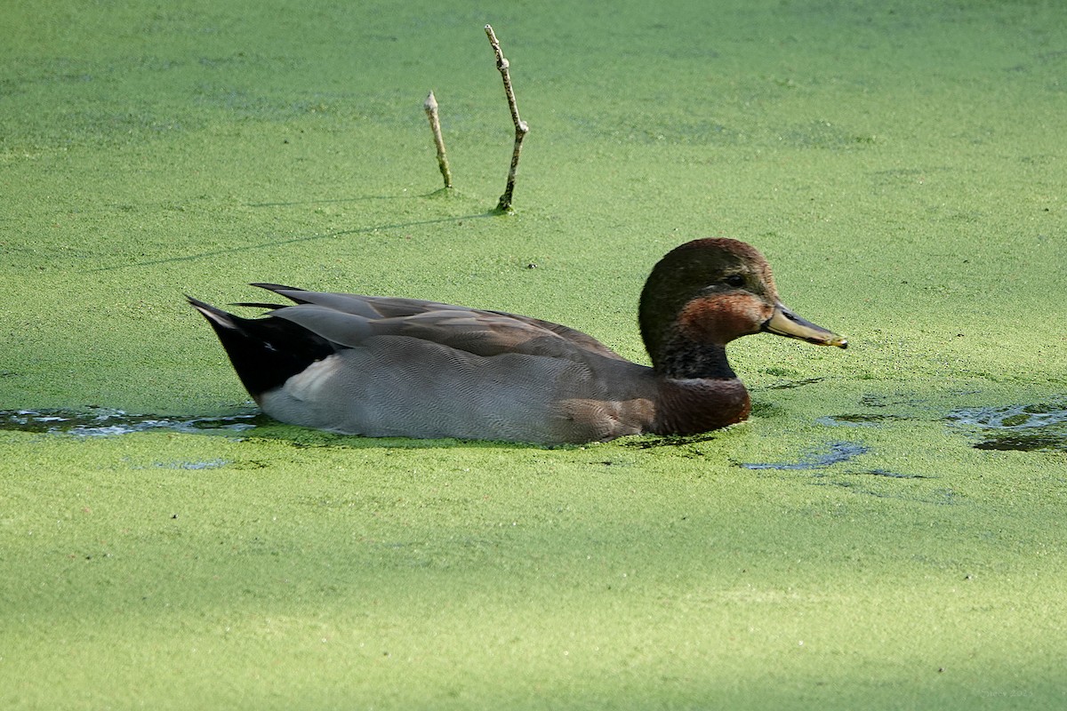 Gadwall x Mallard (hybrid) - ML642048816