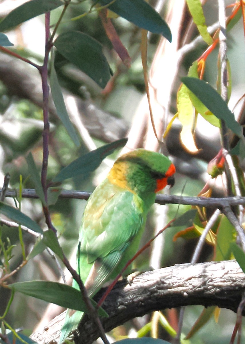 Little Lorikeet - ML642048820