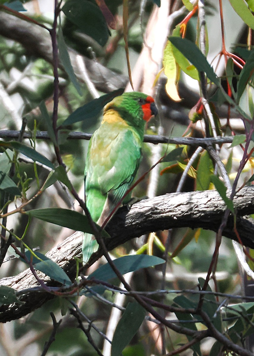 Little Lorikeet - ML642048821