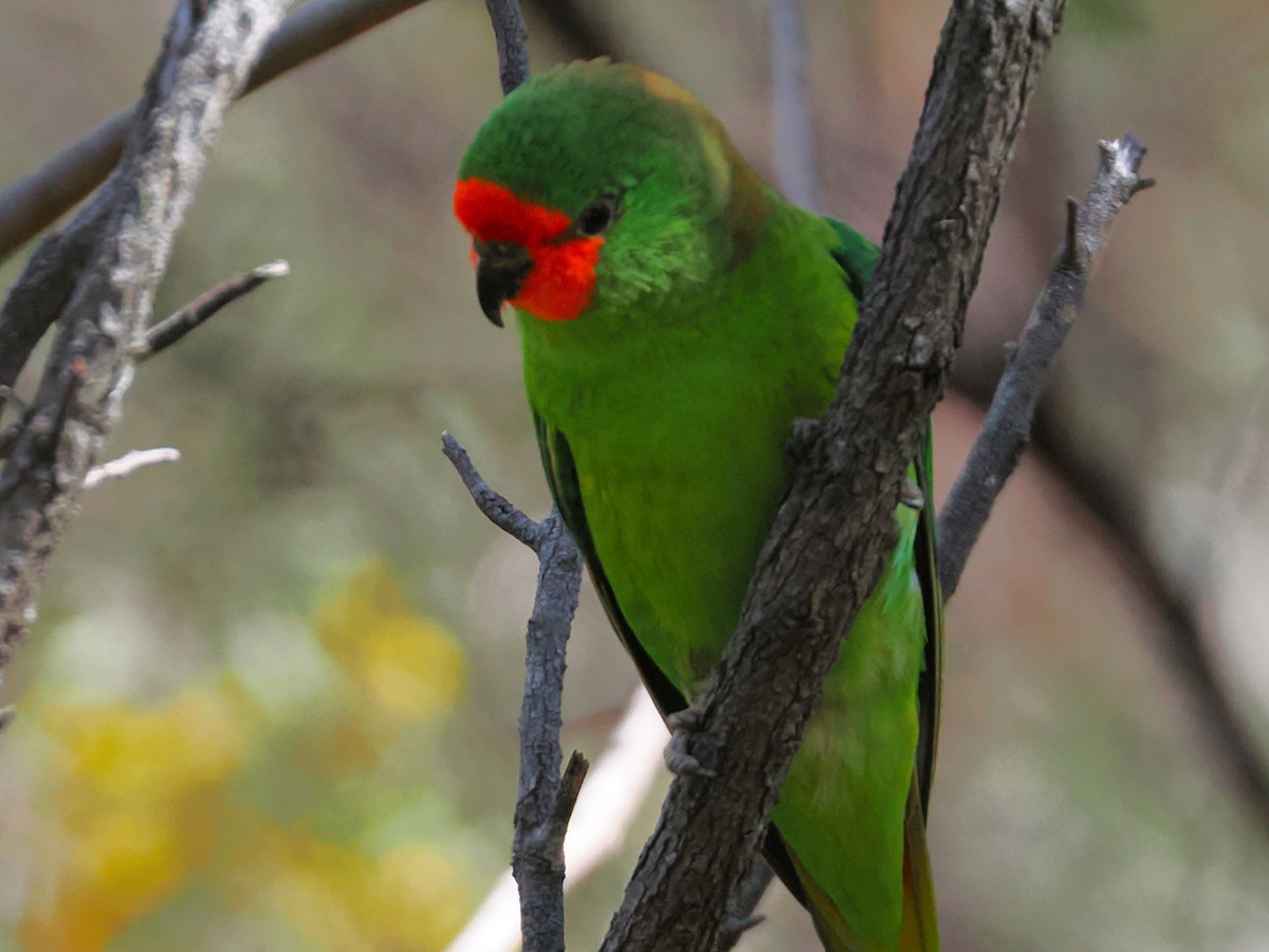 Little Lorikeet - ML642048822