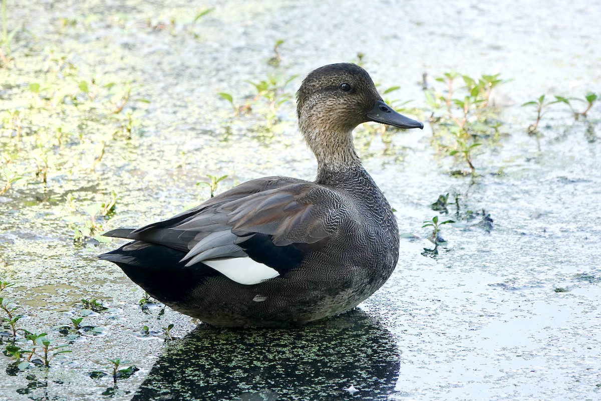 Canard chipeau - ML642048839