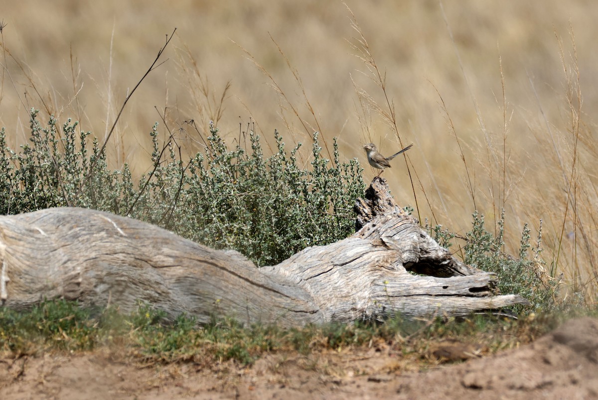 White-winged Fairywren - ML642048848