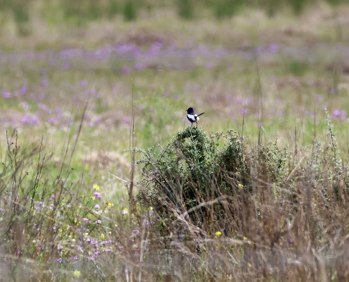 White-winged Fairywren - ML642048849