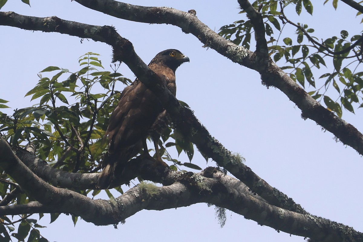 Sulawesi Serpent-Eagle - ML642048867