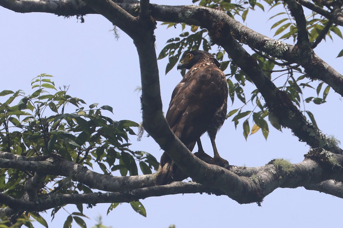 Sulawesi Serpent-Eagle - ML642048868