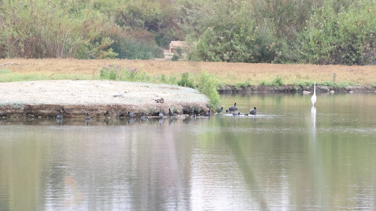 American Coot - ML642048869
