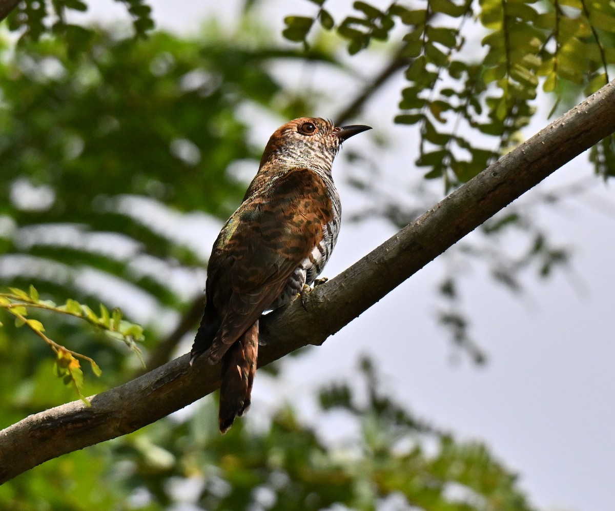 Violet Cuckoo - ML642048881