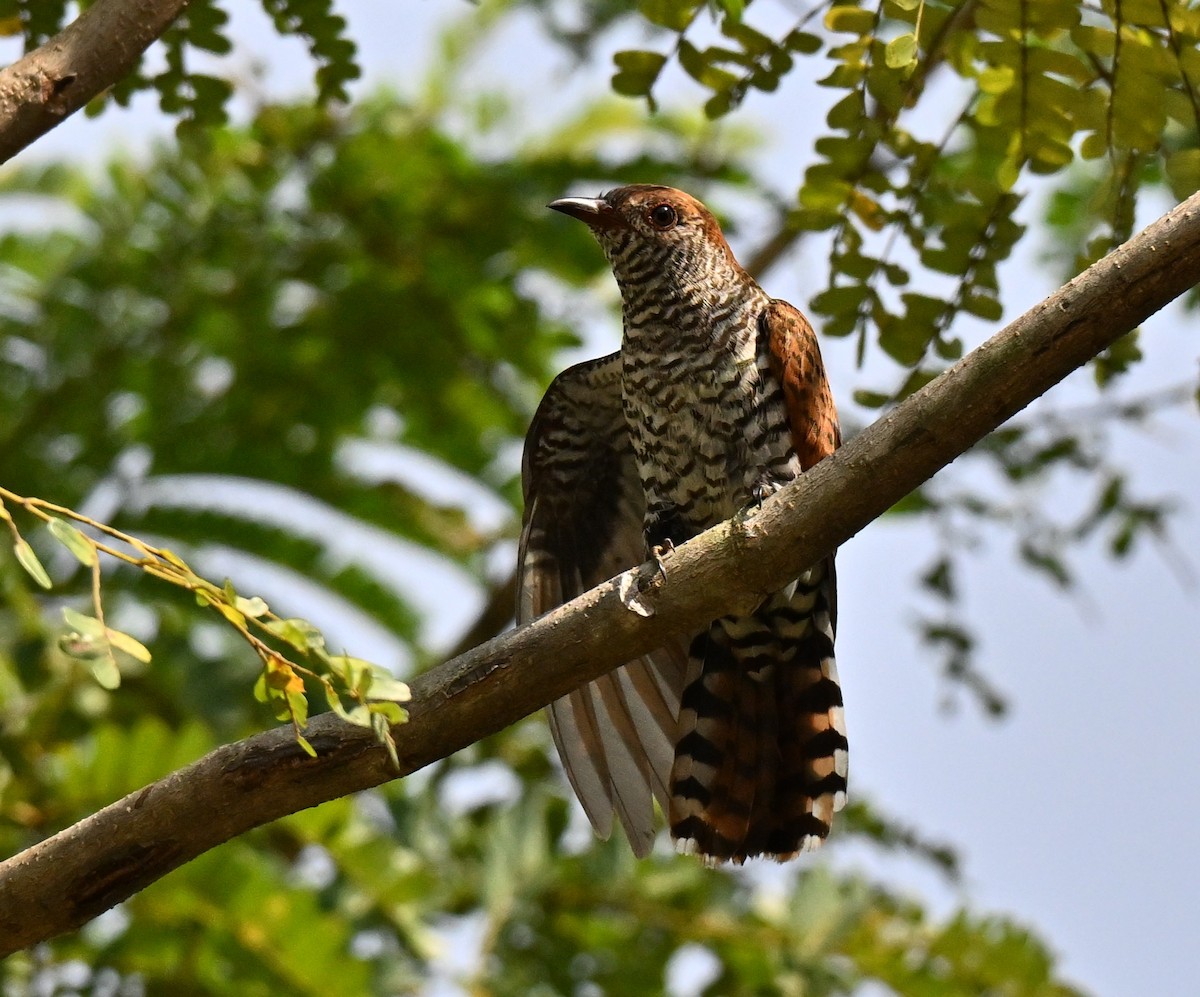 Violet Cuckoo - ML642048883