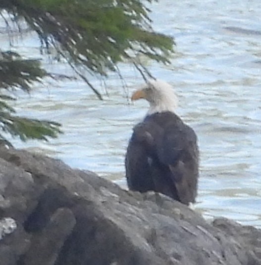 Bald Eagle - ML642048890