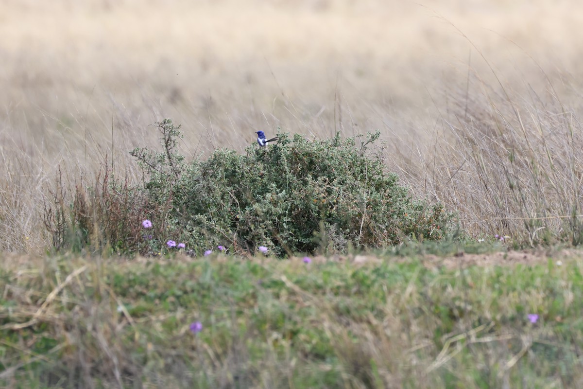 White-winged Fairywren - ML642048892