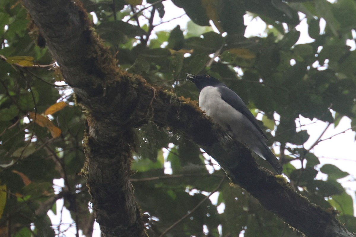 Pygmy Cuckooshrike - ML642048899