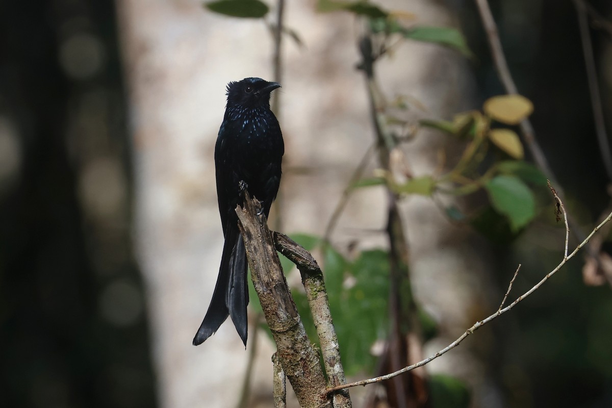 Sulawesi Drongo - ML642048902