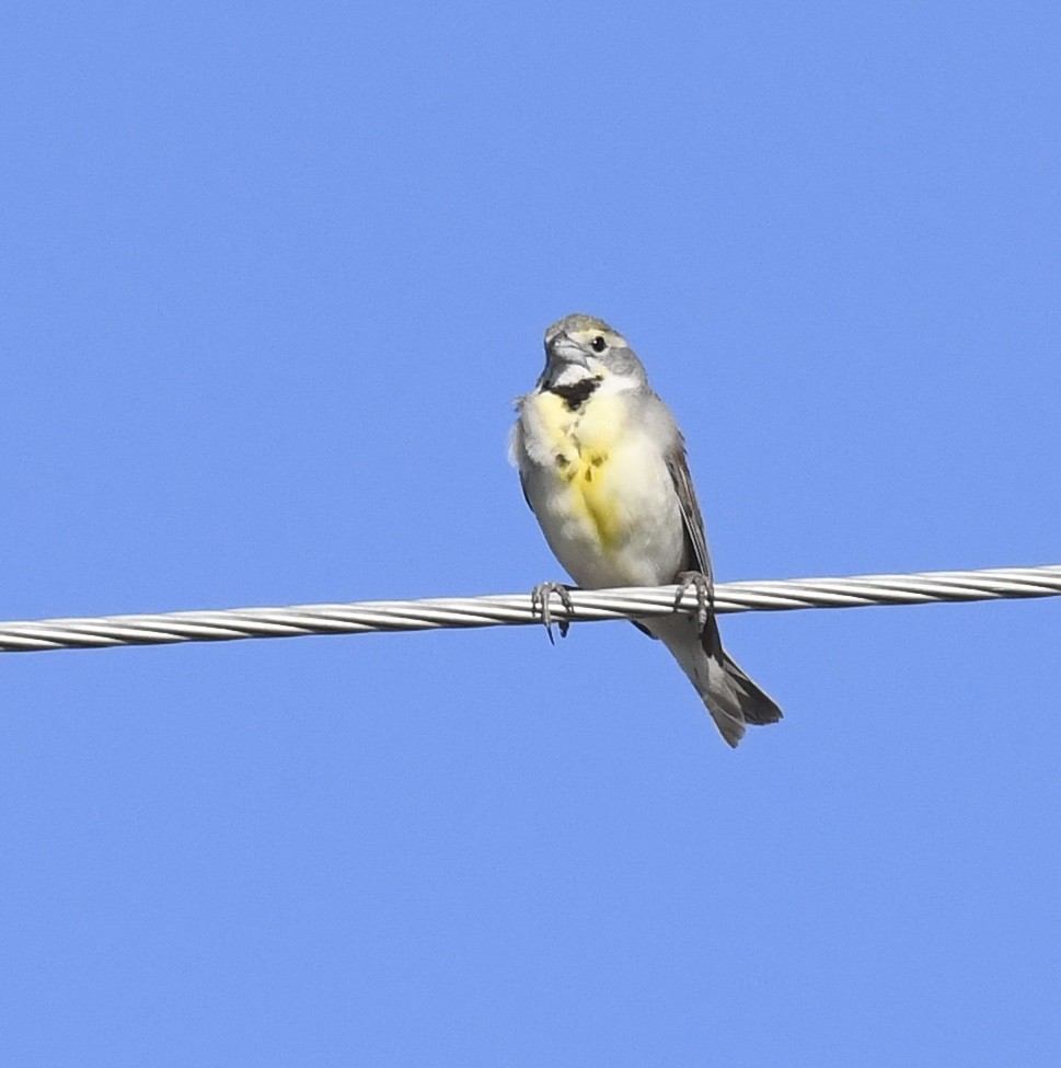 Dickcissel d'Amérique - ML642048904