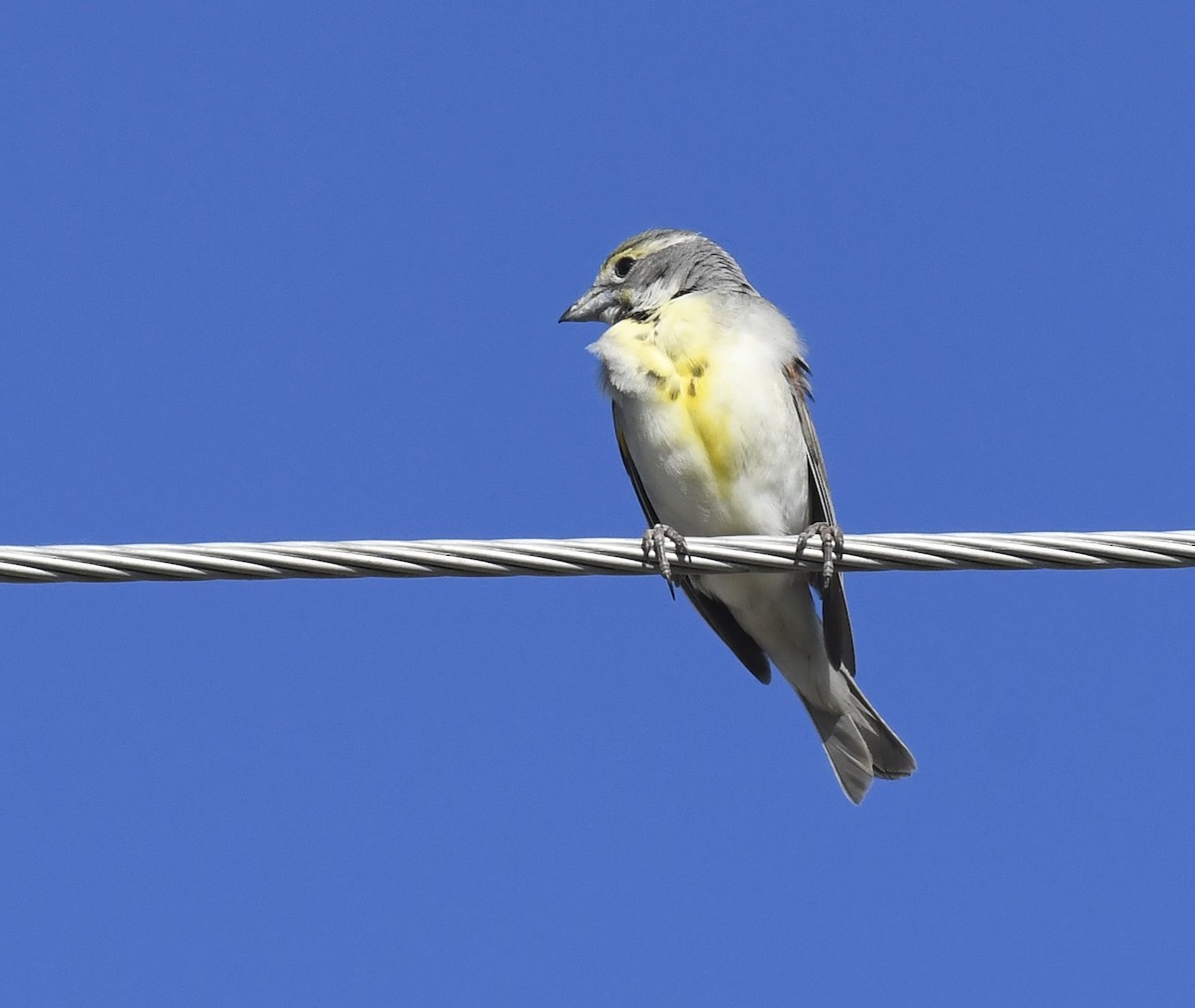 Dickcissel d'Amérique - ML642048905